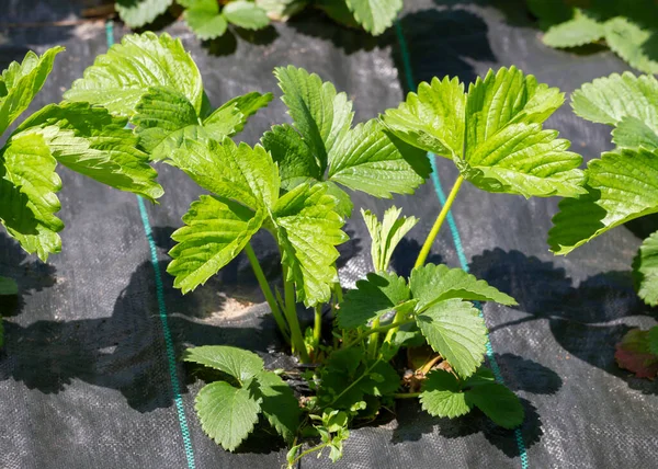 Arbustos Fresas Creciendo Sobre Lienzo Negro Aire Libre —  Fotos de Stock