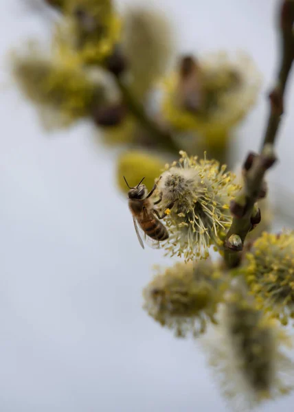 Přírodní Včela Větvičce Vrbového Stromu — Stock fotografie