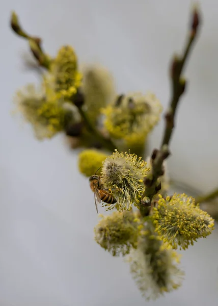 Přírodní Včela Větvičce Vrbového Stromu — Stock fotografie