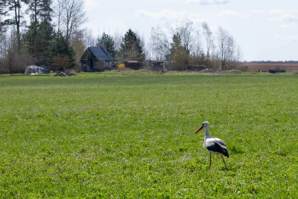 Schwan Auf Grünem Gras Neben Altem Landhaus — Stockfoto