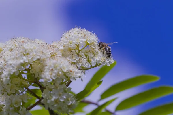 Medová Včela Rozkvetlém Horském Popelu — Stock fotografie