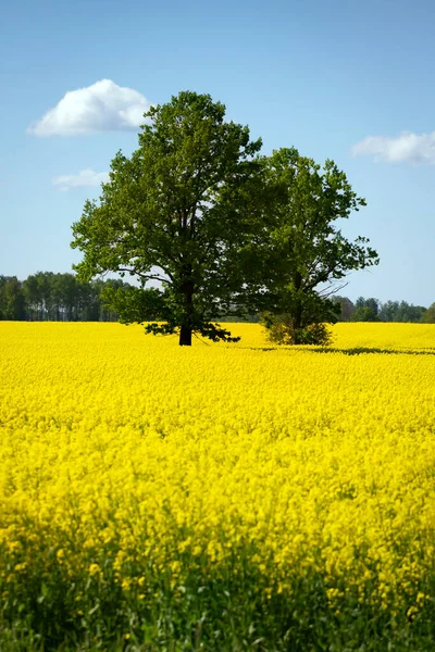 Landskap Rapsfält Med Stort Träd — Stockfoto