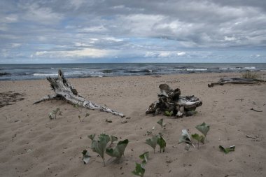 Baltık deniz kıyısına bak.
