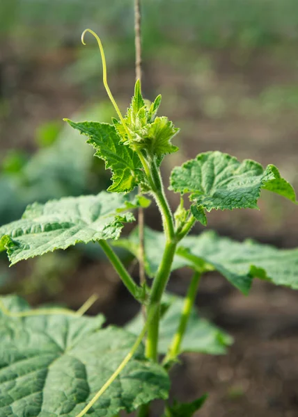 Plante Concombre Poussent Extérieur — Photo