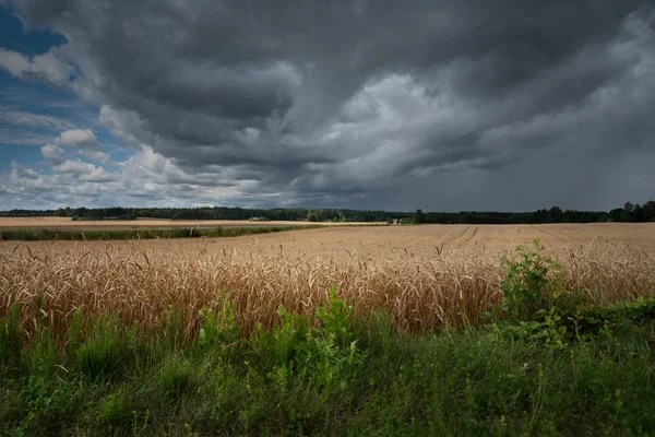 雷雨前の小麦の自然農地への眺め — ストック写真