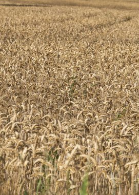 Doğal buğday tarlalarına bak.