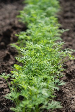 Dışarıda sağlıklı diller yetişiyor..