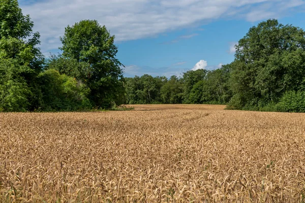 Vista Para Terras Agrícolas Naturais Trigo — Fotografia de Stock