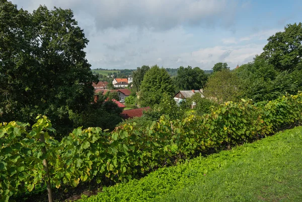 Vista Jardín Uva Una Colina — Foto de Stock