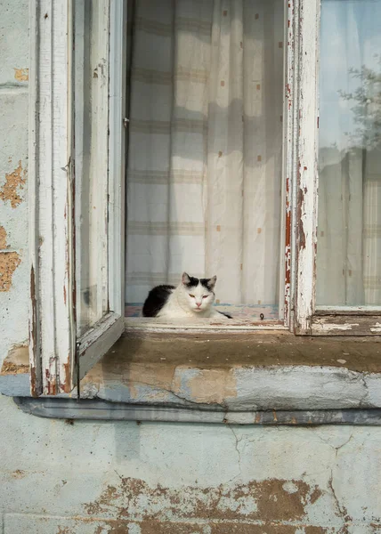 Chat Sur Rebord Fenêtre Vieille Maison — Photo