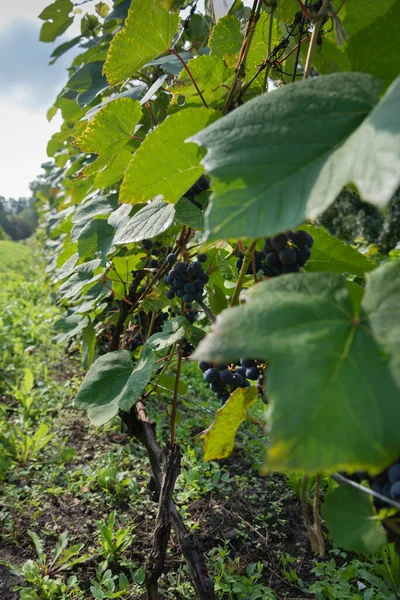 Blick Auf Den Weingarten Auf Einem Hügel — Stockfoto