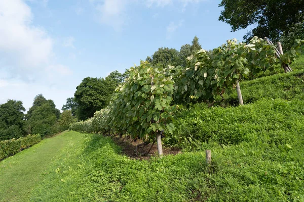 Vista Para Jardim Uvas Uma Colina — Fotografia de Stock