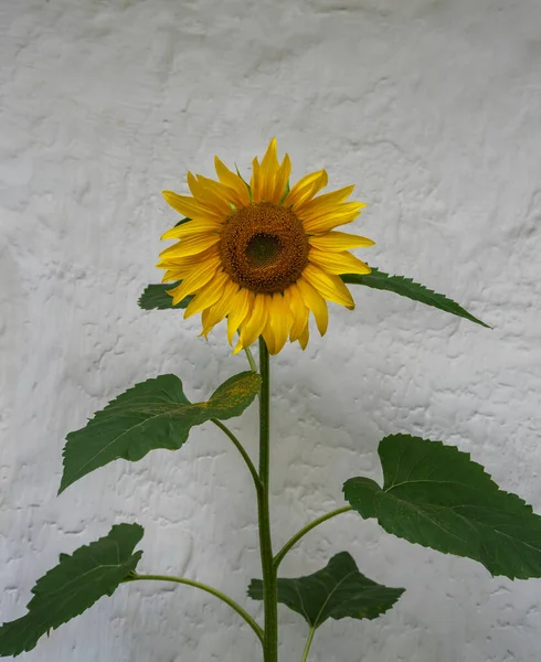 One Sunflower Grow Wall House — Stock Photo, Image