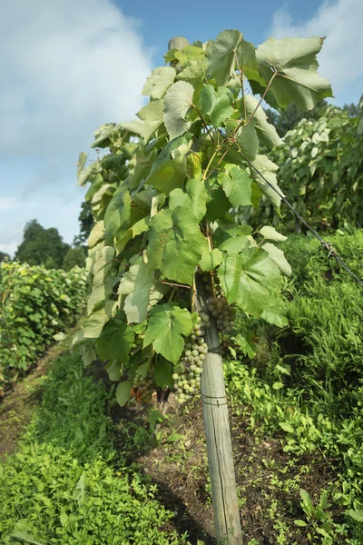 Uitzicht Druiventuin Een Heuvel — Stockfoto