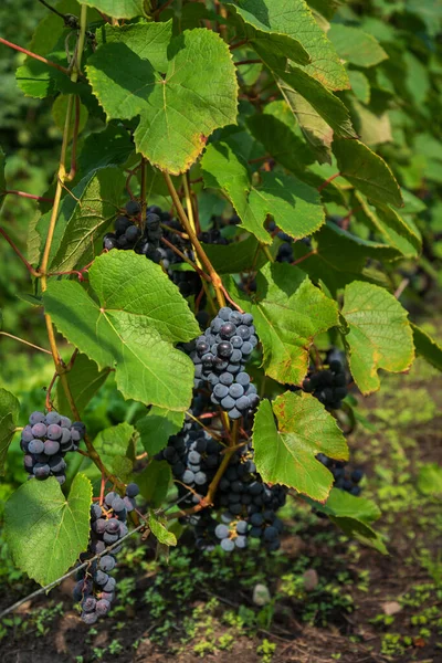 Uitzicht Druiventuin Een Heuvel — Stockfoto