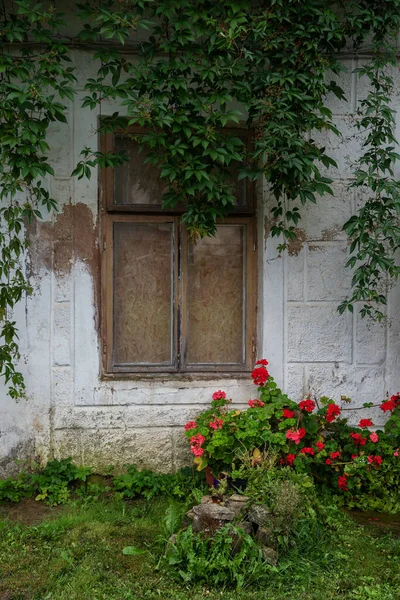 Pencereyi Çiçeklerle Kapatmak Için Görüntüle — Stok fotoğraf