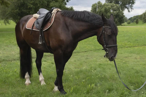 Mooi Paard Een Weide — Stockfoto