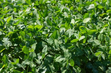 Tarlada büyüyen yoncalar.