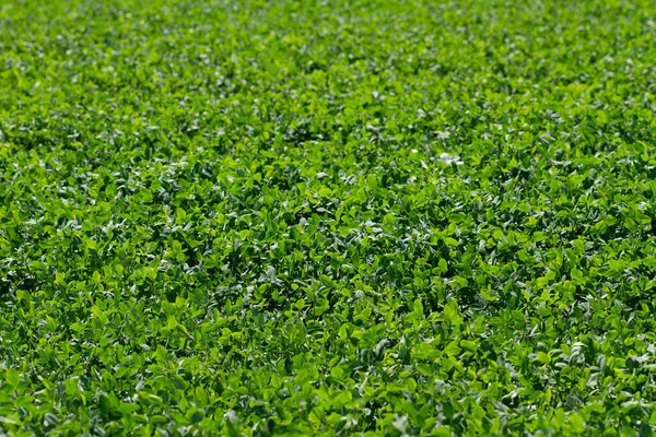 Growing Clovers Field — Stock Photo, Image