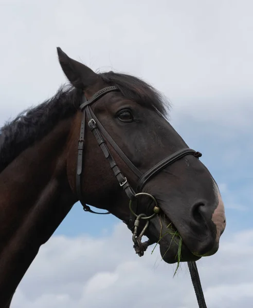 Hoofd Van Mooie Paard Lucht Achtergrond Met Gras Mond — Stockfoto