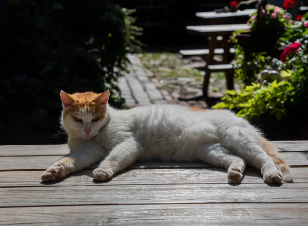 Chat Réchauffe Sur Une Surface Arbre — Photo