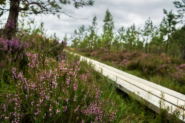 View Wooden Pathway Bog — Stock Photo, Image