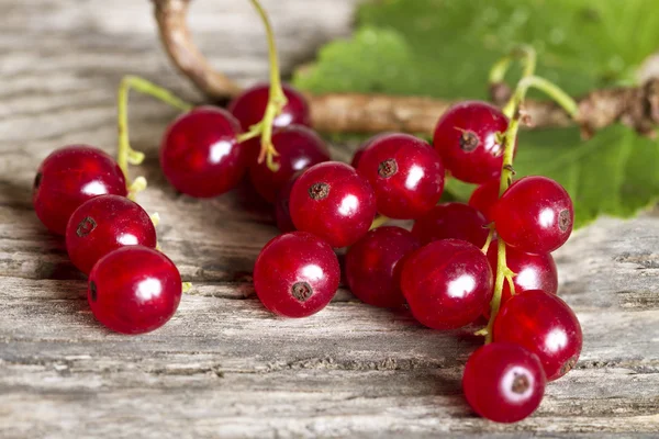 Red currant. — Stock Photo, Image