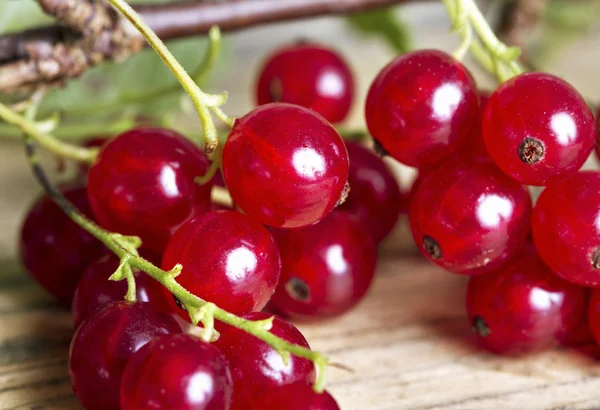 Red currant. — Stock Photo, Image