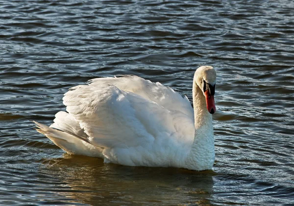 Zwaan op het meer. — Stockfoto