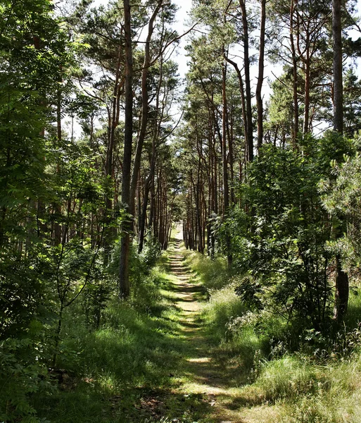 Cesta v lese. — Stock fotografie