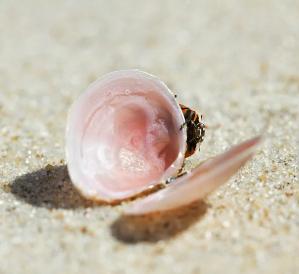 Shell em uma areia . — Fotografia de Stock