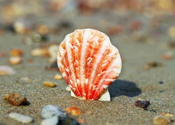 Shell op een zand. — Stockfoto