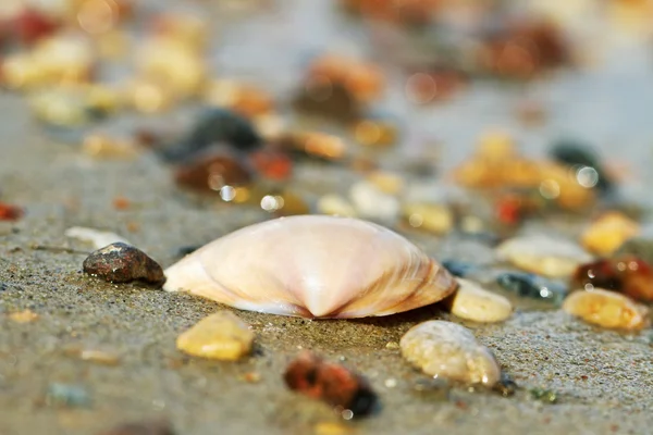 Shell op een zand. — Stockfoto