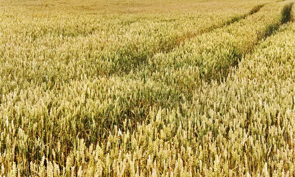 Reifer Weizen auf einem Feld. — Stockfoto