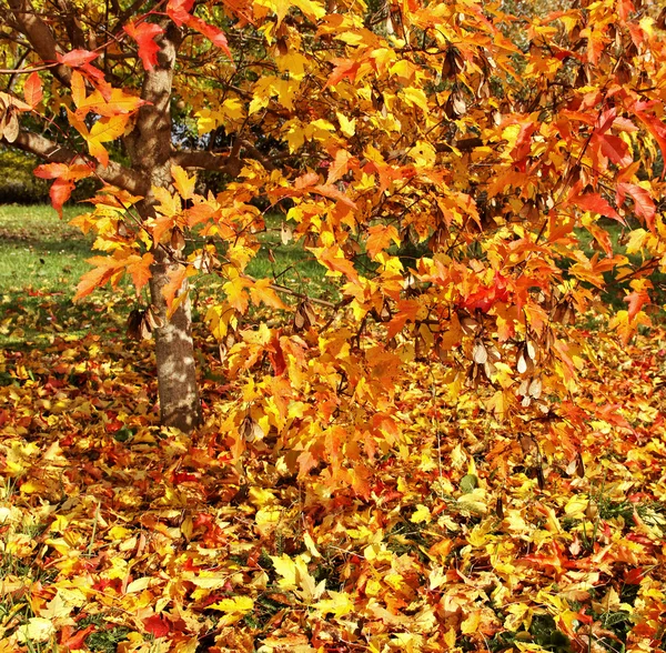 Árvore em outono . — Fotografia de Stock