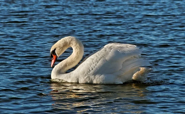 Svan på sjön. — Stockfoto