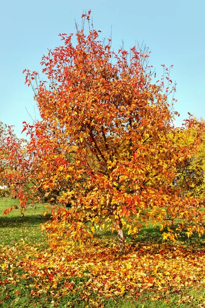 Árvore em outono . — Fotografia de Stock