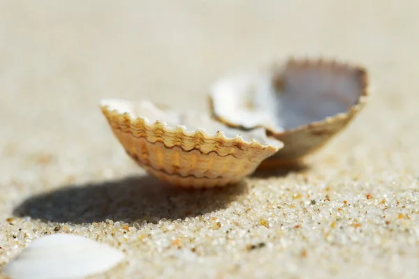 Shell on a sand. Royalty Free Stock Photos