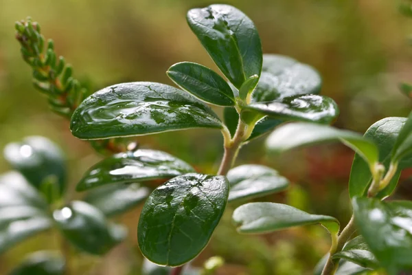 Plantas florestais . — Fotografia de Stock