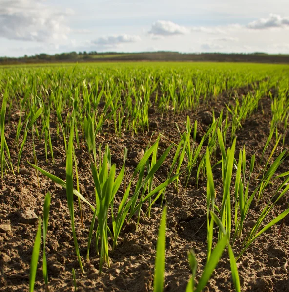 Выращивание пшеницы . — стоковое фото