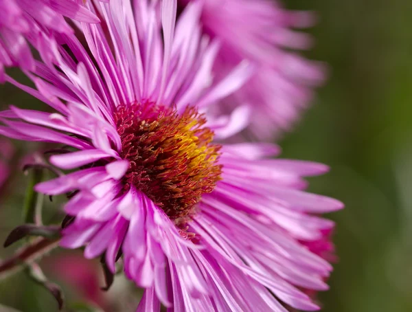 Schönes Gänseblümchen. — Stockfoto