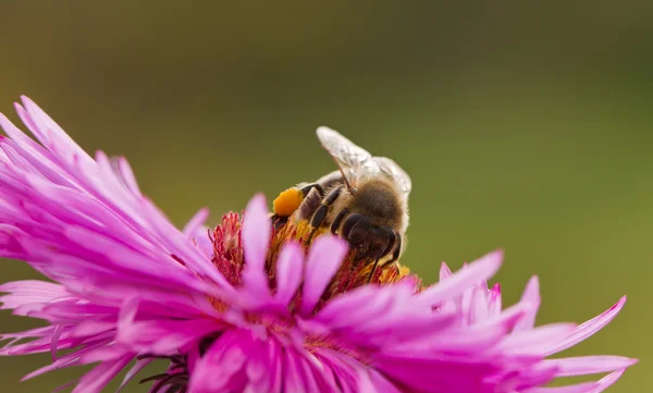 Bee on a daisy. — Stock Photo, Image