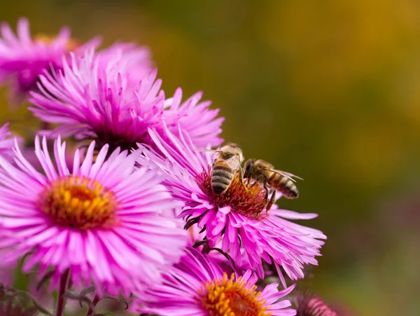 Arılar çiçek. — Stok fotoğraf