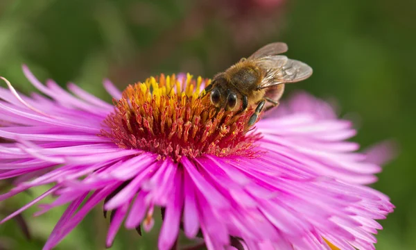 Bee op bloem. — Stockfoto