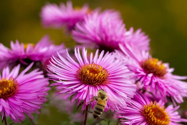 Bee op bloem. — Stockfoto