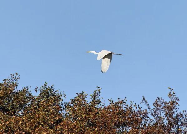 Летающая цапля . — стоковое фото