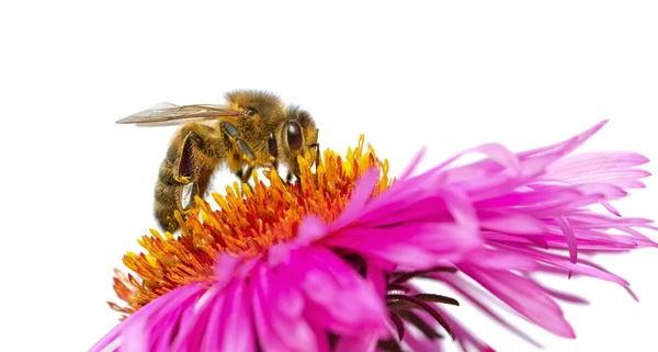 Biene auf einem Gänseblümchen. — Stockfoto