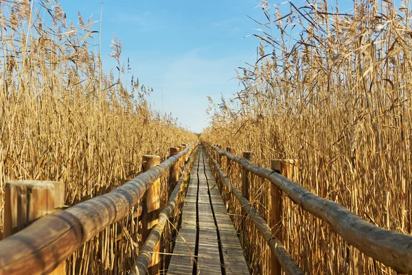 Sentiero in legno . — Foto Stock