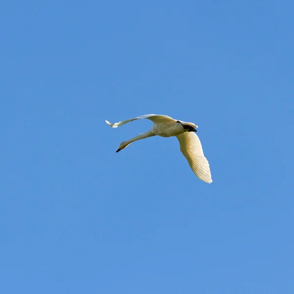 Миграционная птица . — стоковое фото