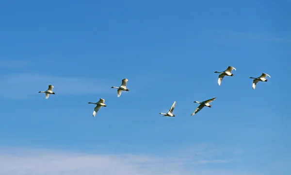 Migracji ptaków. — Zdjęcie stockowe